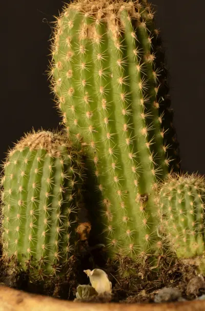 Cactus